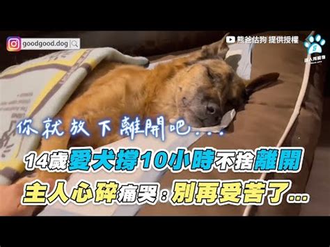 狗狗死掉怎麼處理